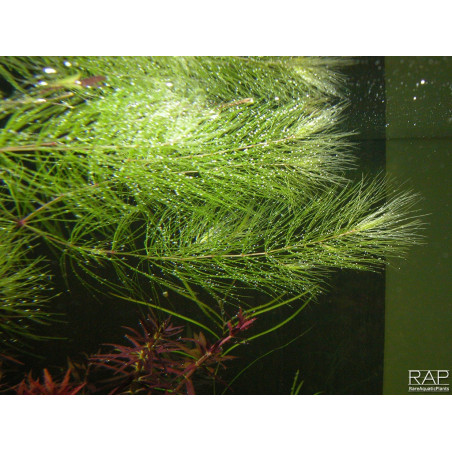 Ceratophyllum demersum 'Messico' aka 'Foxtail' - Pianta d'acquario Antialghe