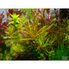 Ludwigia brevipes - Pianta d'acquario Rossa