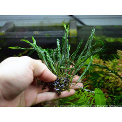 Microsorum Narrow Leaf Real form - Microsorum sp. 'Needle Leaf' (T. Amano's form) - Pianta per acquario