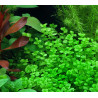 Micranthemum umbrosum - Pianta per acquario Pratino
