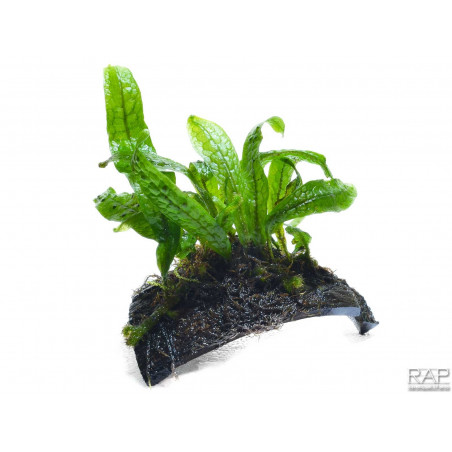 Microsorum Green Gnome - Pianta per acquario Felce