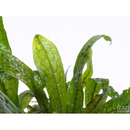 Microsorum Green Gnome - Pianta per acquario Felce