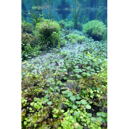 Hydrocotyle verticillata (VASETTO) - Pianta d'acquario Verde Antialghe