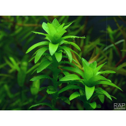 Tonina fluviatilis - Pianta d'acquario Verde