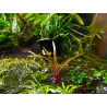 Eriocaulon quinquangulare - Pianta d'acquario rossa