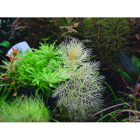 Myriophyllum mattogrossense 'Golden' - Pianta d'acquario by RareAquaticPlants