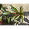 Ludwigia repens 'Rubin' Erroneous Ludwigia sp. 'Weinrot'