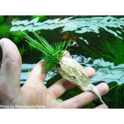 Eriocaulon cinereum 1-3cm Ø - Pianta Verde d'acquario dolce tropicale