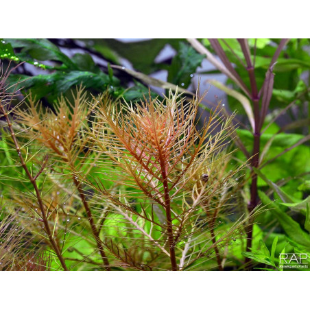 Proserpinaca palustris - Pianta d'acquario Rossa