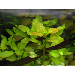 Ludwigia palustris 'Green' - Pianta per acquario