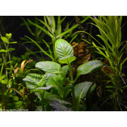 Limnophila rugosa - Vasetto Pianta d'acquario Verde
