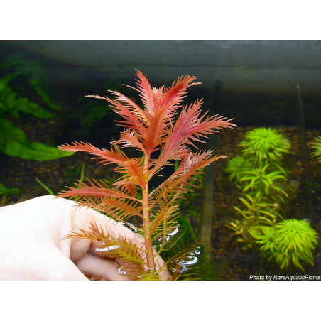 Proserpinaca palustris - Pianta d'acquario Rossa
