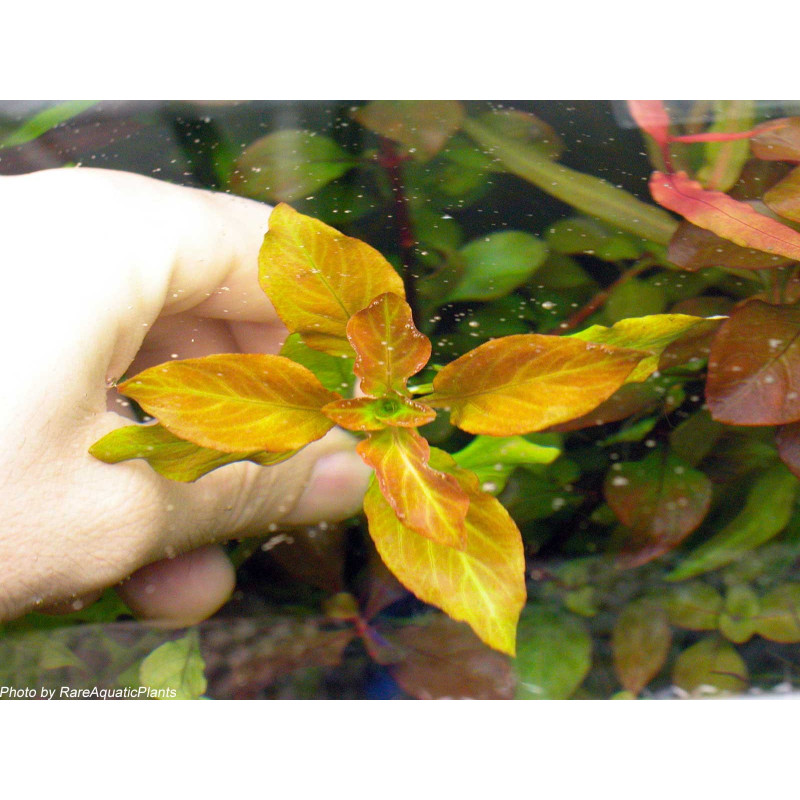 Ludwigia palustris 'Green' - Pianta per acquario