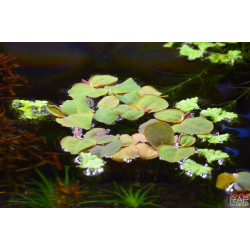 Phyllanthus fluitans - Pianta galleggiante d'acquario