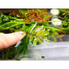 Rotala rotundifolia 'Coin Leaf' - Pianta per acquario