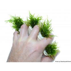 Java Moss - Vesicularia dubyana 
