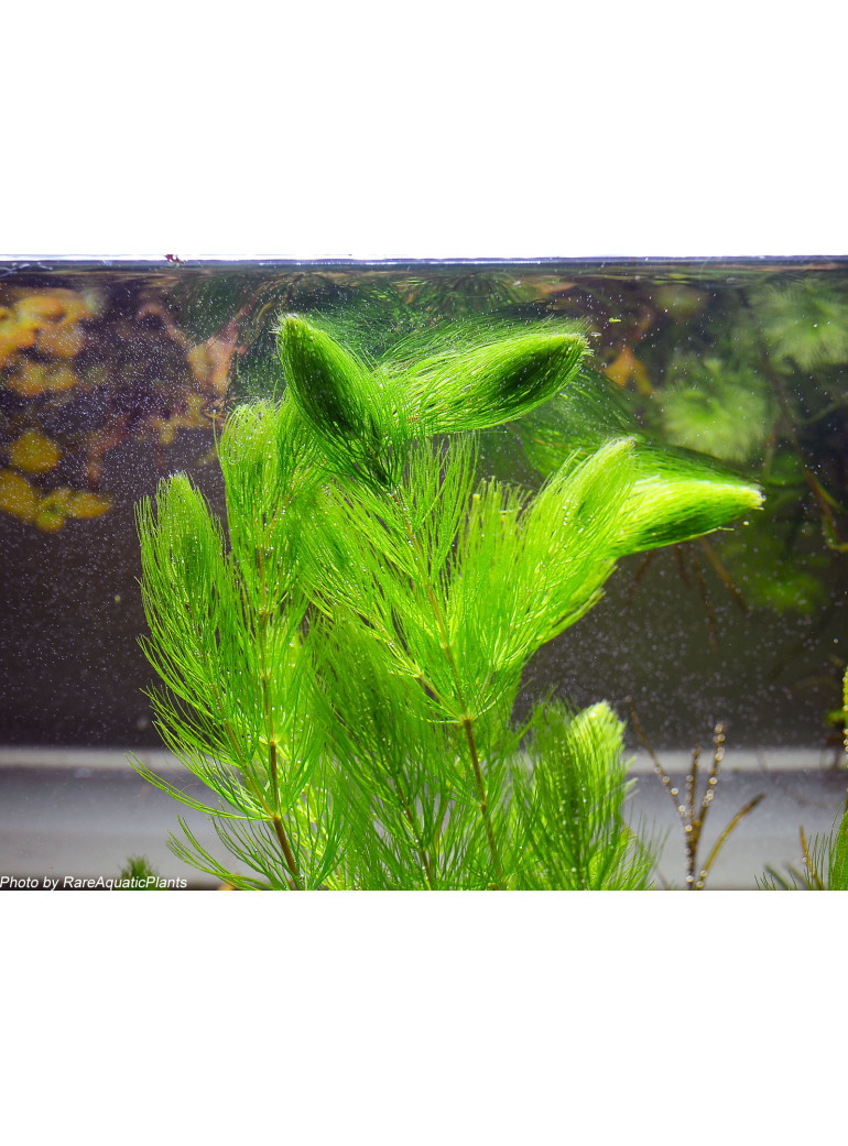 Ceratophyllum demersum - Pianta per acquario ANTIALGHE