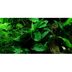 Anubias barteri var. nana - Pianta Verde d'Acquario dolce tropicale