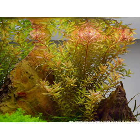 Rotala rotundifolia - Pianta d'acquario Rossa