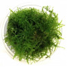  Taiwan moss (Taxiphyllum alternans) - Vitro - Muschio d'acquario dolce