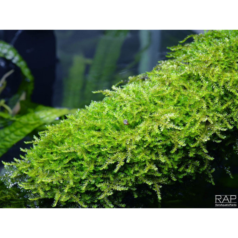 Weeping Moss - Vesicularia ferriei - Vitro Muschio per acquario
