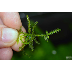 Creeping moss - Vesicularia sp. - Vitro Muschio per acquario