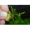 Creeping moss - Vesicularia sp. - Vitro Muschio per acquario
