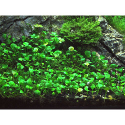 Marsilea angustifolia - Pianta per acquario da Pratino