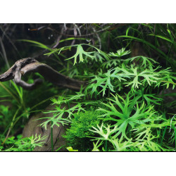 Ranunculus inundatus - Pianta d'acquario Dolce Tropicale