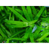 Heteranthera zosterifolia ANTIALGHE - Pianta d'acquario Verde