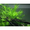 Heteranthera zosterifolia ANTIALGHE - Pianta d'acquario Verde
