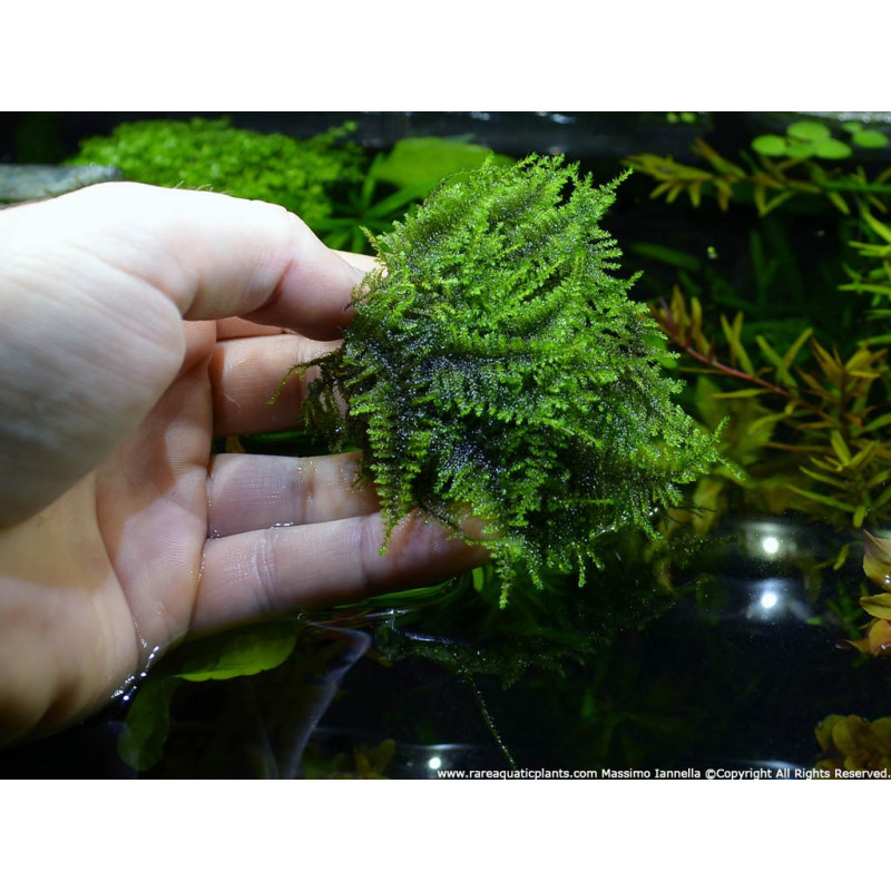 Vesicularia montagnei - Vitro Muschio d'acquario dolce