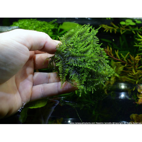 Vesicularia montagnei - Vitro Muschio d'acquario dolce