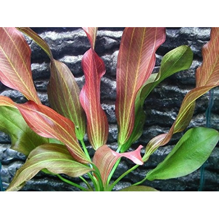 Echinodorus Tricolor - Pianta per Acquario Rossa