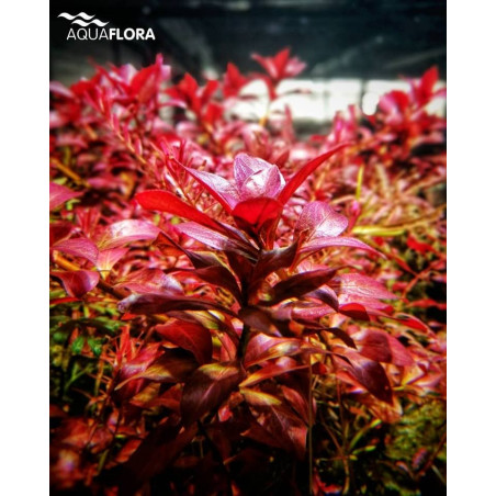 Ludwigia glandulosa - Vasetto Pianta Rossa d'acquario dolce tropicale