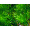 Egeria densa (Elodea) - Mazzetto - Antialghe Pianta d'acquario
