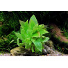 Hygrophila corymbosa 'Parvifolia green' - Pianta per acquario