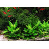 Hygrophila corymbosa 'Parvifolia green' - Pianta per acquario