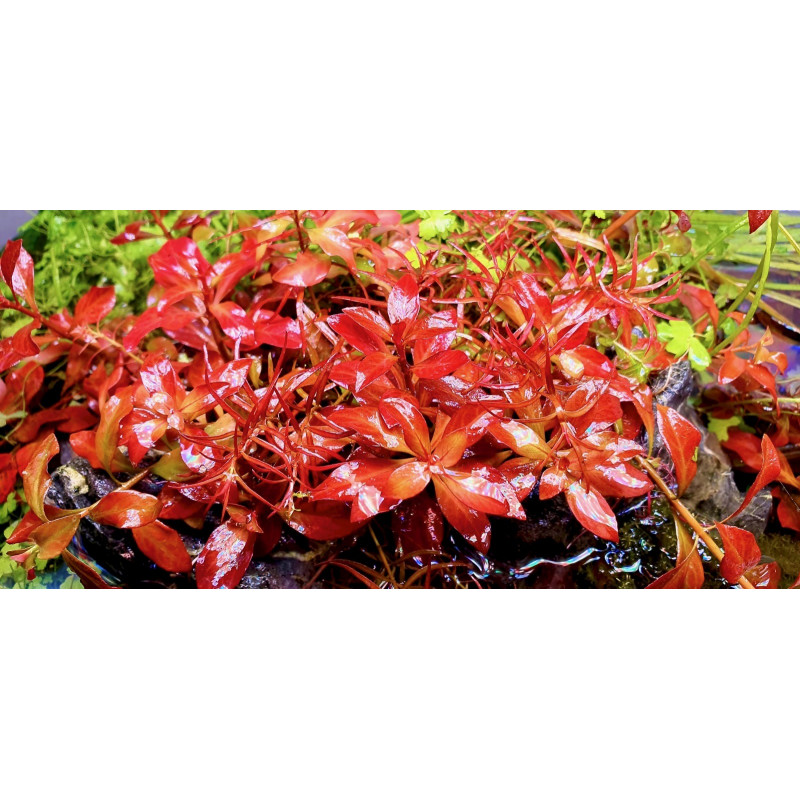 Ludwigia palustris 'Red' - Pianta d'acquario Rossa