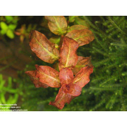 Ludwigia senegalensis ex Ludwigia sp. Guinea - Pianta per acquario Rossa