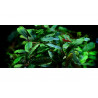 Bucephalandra sp. 'Blue Green' - Vitro Pianta per Acquario