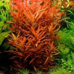 Ammannia senegalensis - VITRO RARITA' Pianta d'acquario dolce tropicale Rossa