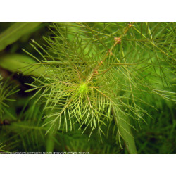 Myriophyllum mattogrossense - Pianta d'acquario