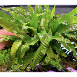 Microsorum pteropus 'Greens' - Vasetto Pianta d'acquario Felce