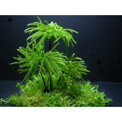 Climacium japonicum - RARO Muschio d'acquario e Terrario