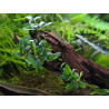 DENNERLE - Bucephalandra sp. 'Mini Needle Leaf' - Pianta per Acquario