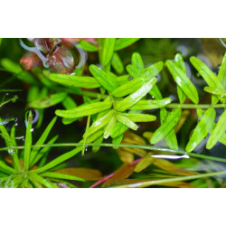 Rotala rotundifolia Green - Pianta per acquario
