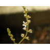 Rotala rotundifolia Green - Pianta per acquario