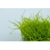 Stringy Moss - Leptodictyum riparium - Vitro - Muschio d'acquario dolce