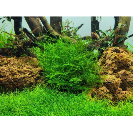 Stringy Moss - Leptodictyum riparium - Vitro - Muschio d'acquario dolce